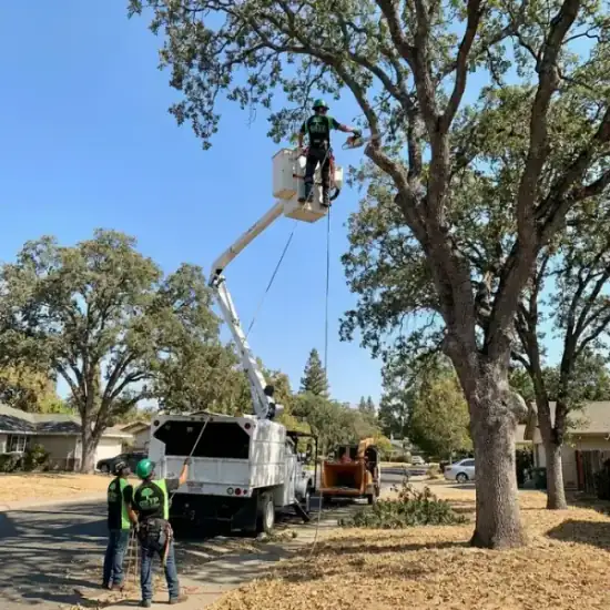 Bucket truck trimming a large oak tree in Irvine