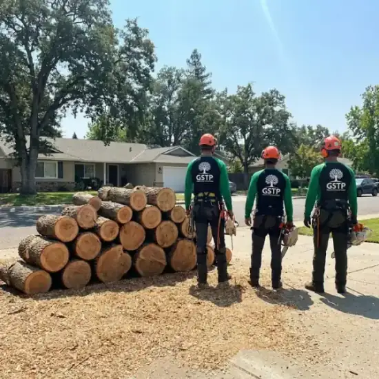 Freshly cut oak logs from a Irvine tree removal